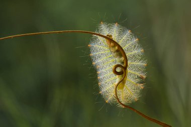 Bu güzel tırtıl, karnında büyük bacakları olan, vücudunu büken, yiyeceği olan yaprakların üzerinde kalan ve sonra bir kelebeğe dönüşen çok sevimli bir tırtıl..