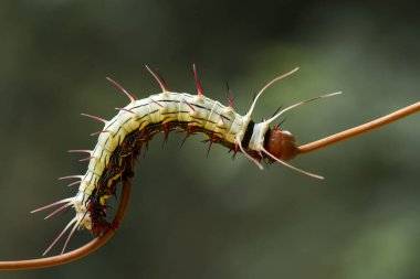 Bu güzel tırtıl, karnında büyük bacakları olan, vücudunu büken, yiyeceği olan yaprakların üzerinde kalan ve sonra bir kelebeğe dönüşen çok sevimli bir tırtıl..