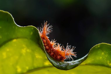 Bu güzel tırtıl, karnında büyük bacakları olan, vücudunu büken, yiyeceği olan yaprakların üzerinde kalan ve sonra bir kelebeğe dönüşen çok sevimli bir tırtıl..