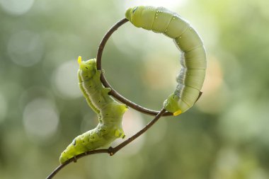 Bu güzel tırtıl, karnında büyük bacakları olan, vücudunu büken, yiyeceği olan yaprakların üzerinde kalan ve sonra bir kelebeğe dönüşen çok sevimli bir tırtıl..
