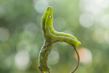 Bu güzel tırtıl, karnında büyük bacakları olan, vücudunu büken, yiyeceği olan yaprakların üzerinde kalan ve sonra bir kelebeğe dönüşen çok sevimli bir tırtıl..