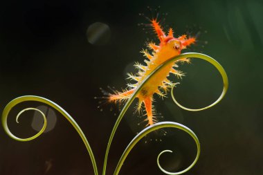 Bu güzel tırtıl, karnında büyük bacakları olan, vücudunu büken, yiyeceği olan yaprakların üzerinde kalan ve sonra bir kelebeğe dönüşen çok sevimli bir tırtıl..