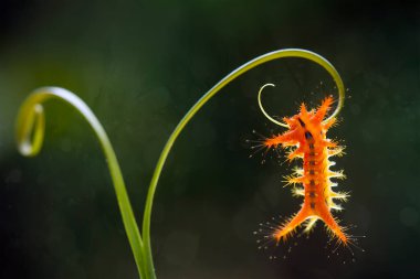 Bu güzel tırtıl, karnında büyük bacakları olan, vücudunu büken, yiyeceği olan yaprakların üzerinde kalan ve sonra bir kelebeğe dönüşen çok sevimli bir tırtıl..