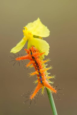 Bu güzel tırtıl, karnında büyük bacakları olan, vücudunu büken, yiyeceği olan yaprakların üzerinde kalan ve sonra bir kelebeğe dönüşen çok sevimli bir tırtıl..