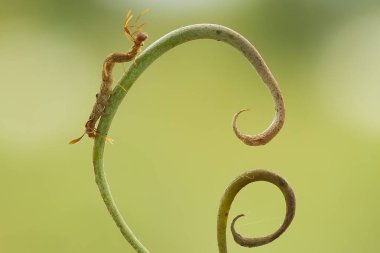 Bu güzel tırtıl, karnında büyük bacakları olan, vücudunu büken, yiyeceği olan yaprakların üzerinde kalan ve sonra bir kelebeğe dönüşen çok sevimli bir tırtıl..
