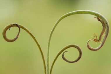 Bu güzel tırtıl, karnında büyük bacakları olan, vücudunu büken, yiyeceği olan yaprakların üzerinde kalan ve sonra bir kelebeğe dönüşen çok sevimli bir tırtıl..