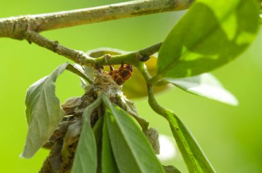 Bu güzel tırtıl, karnında büyük bacakları olan, vücudunu büken, yiyeceği olan yaprakların üzerinde kalan ve sonra bir kelebeğe dönüşen çok sevimli bir tırtıl..