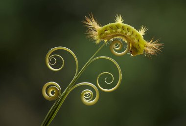 Bu güzel tırtıl, karnında büyük bacakları olan, vücudunu büken, yiyeceği olan yaprakların üzerinde kalan ve sonra bir kelebeğe dönüşen çok sevimli bir tırtıl..