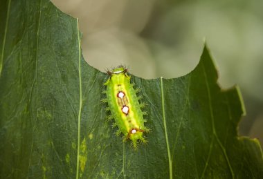 Bu güzel tırtıl, karnında büyük bacakları olan, vücudunu büken, yiyeceği olan yaprakların üzerinde kalan ve sonra bir kelebeğe dönüşen çok sevimli bir tırtıl..