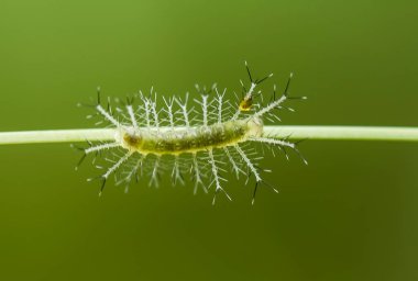 Bu güzel tırtıl, karnında büyük bacakları olan, vücudunu büken, yiyeceği olan yaprakların üzerinde kalan ve sonra bir kelebeğe dönüşen çok sevimli bir tırtıl..