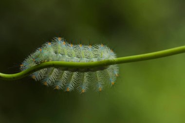 Bu güzel tırtıl, karnında büyük bacakları olan, vücudunu büken, yiyeceği olan yaprakların üzerinde kalan ve sonra bir kelebeğe dönüşen çok sevimli bir tırtıl..