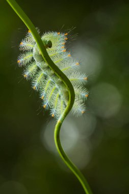 Bu güzel tırtıl, karnında büyük bacakları olan, vücudunu büken, yiyeceği olan yaprakların üzerinde kalan ve sonra bir kelebeğe dönüşen çok sevimli bir tırtıl..