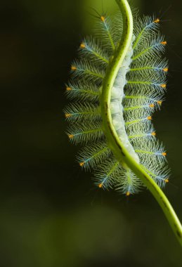 Bu güzel tırtıl, karnında büyük bacakları olan, vücudunu büken, yiyeceği olan yaprakların üzerinde kalan ve sonra bir kelebeğe dönüşen çok sevimli bir tırtıl..
