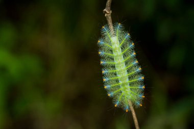 Bu güzel tırtıl, karnında büyük bacakları olan, vücudunu büken, yiyeceği olan yaprakların üzerinde kalan ve sonra bir kelebeğe dönüşen çok sevimli bir tırtıl..