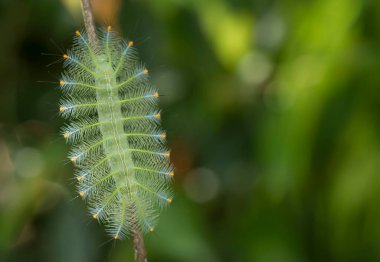 This beautiful caterpillar is very cute with big legs on its stomach that makes its body curved, stays on the leaves which is its food until it pupates and then becomes a butterfly. clipart