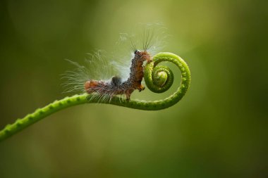 Bu güzel tırtıl, karnında büyük bacakları olan, vücudunu büken, yiyeceği olan yaprakların üzerinde kalan ve sonra bir kelebeğe dönüşen çok sevimli bir tırtıl..