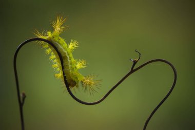 Bu güzel tırtıl, karnında büyük bacakları olan, vücudunu büken, yiyeceği olan yaprakların üzerinde kalan ve sonra bir kelebeğe dönüşen çok sevimli bir tırtıl..