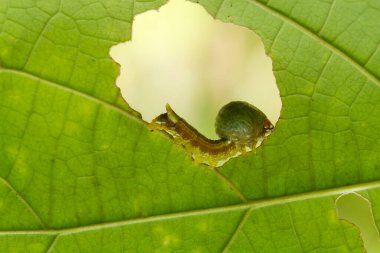 Bu güzel tırtıl, karnında büyük bacakları olan, vücudunu büken, yiyeceği olan yaprakların üzerinde kalan ve sonra bir kelebeğe dönüşen çok sevimli bir tırtıl..