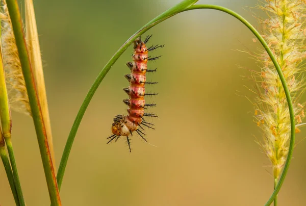 Deze Prachtige Rups Erg Schattig Met Grote Benen Zijn Buik — Stockfoto