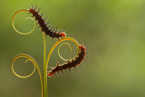 Esta Bela Lagarta Muito Bonito Com Pernas Grandes Seu Estômago — Fotografia de Stock