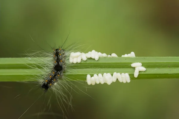 This beautiful caterpillar is very cute with big legs on its stomach that makes its body curved, stays on the leaves which is its food until it pupates and then becomes a butterfly.