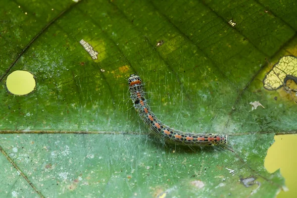 This beautiful caterpillar is very cute with big legs on its stomach that makes its body curved, stays on the leaves which is its food until it pupates and then becomes a butterfly.