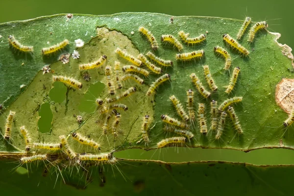 This beautiful caterpillar is very cute with big legs on its stomach that makes its body curved, stays on the leaves which is its food until it pupates and then becomes a butterfly.