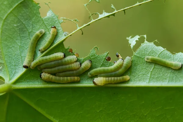 This beautiful caterpillar is very cute with big legs on its stomach that makes its body curved, stays on the leaves which is its food until it pupates and then becomes a butterfly.