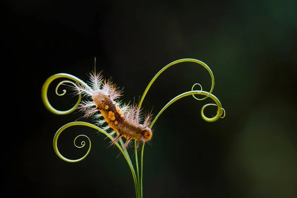 Esta Bela Lagarta Muito Bonito Com Pernas Grandes Seu Estômago — Fotografia de Stock