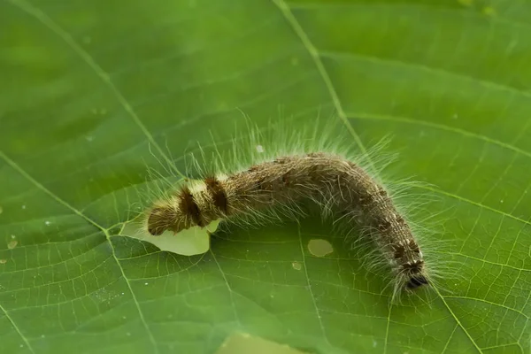 This beautiful caterpillar is very cute with big legs on its stomach that makes its body curved, stays on the leaves which is its food until it pupates and then becomes a butterfly.