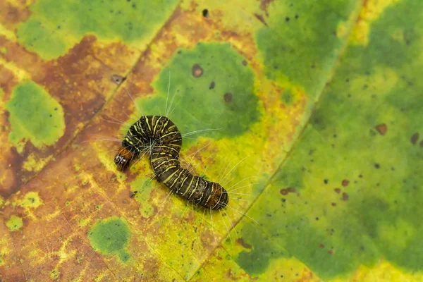 This beautiful caterpillar is very cute with big legs on its stomach that makes its body curved, stays on the leaves which is its food until it pupates and then becomes a butterfly.