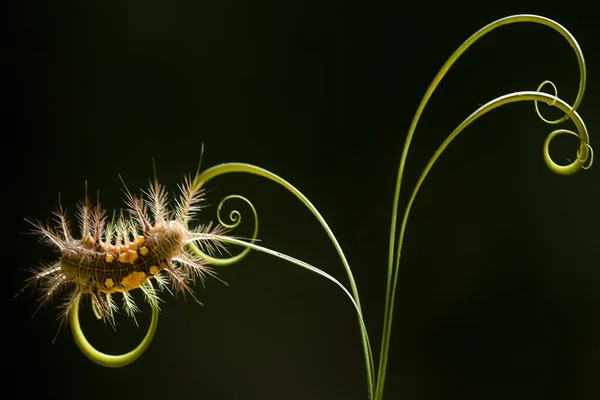 This beautiful caterpillar is very cute with big legs on its stomach that makes its body curved, stays on the leaves which is its food until it pupates and then becomes a butterfly.