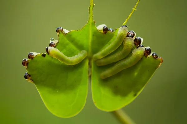 아름다운 애벌레는 귀엽습니다 다리를 있어서 휘어지게 붙어서 먹이를 먹다가 번데기가 — 스톡 사진