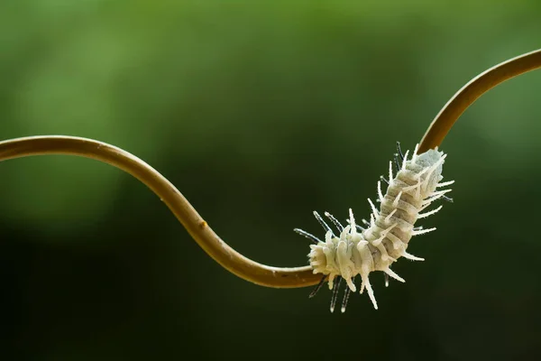 この美しい冬虫夏草は 体を湾曲させる胃の上に大きな足で非常にかわいいです それが子犬になるまで その食べ物である葉にとどまり 蝶になります — ストック写真