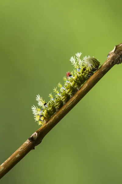 Esta Bela Lagarta Muito Bonito Com Pernas Grandes Seu Estômago — Fotografia de Stock