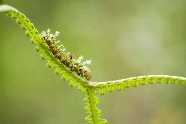 This beautiful caterpillar is very cute with big legs on its stomach that makes its body curved, stays on the leaves which is its food until it pupates and then becomes a butterfly.