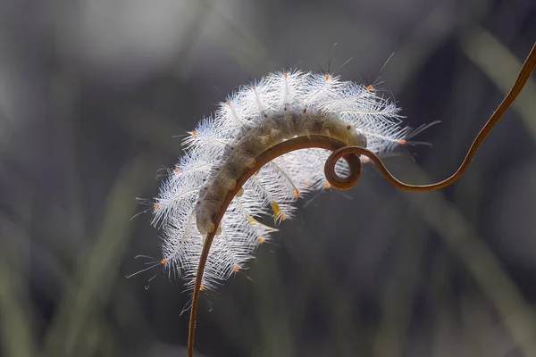 Esta Bela Lagarta Muito Bonito Com Pernas Grandes Seu Estômago — Fotografia de Stock