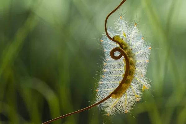 Ini Ulat Yang Indah Sangat Lucu Dengan Kaki Besar Perutnya — Stok Foto