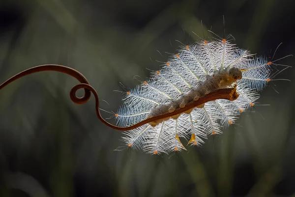 Deze Prachtige Rups Erg Schattig Met Grote Benen Zijn Buik — Stockfoto