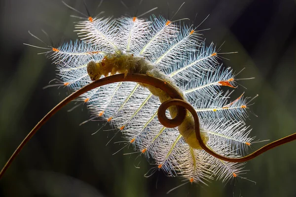 This beautiful caterpillar is very cute with big legs on its stomach that makes its body curved, stays on the leaves which is its food until it pupates and then becomes a butterfly.