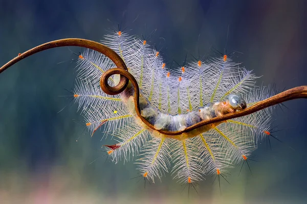 This beautiful caterpillar is very cute with big legs on its stomach that makes its body curved, stays on the leaves which is its food until it pupates and then becomes a butterfly.