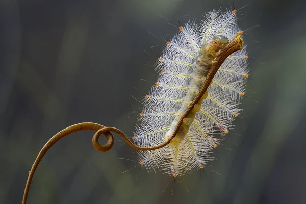 This beautiful caterpillar is very cute with big legs on its stomach that makes its body curved, stays on the leaves which is its food until it pupates and then becomes a butterfly.