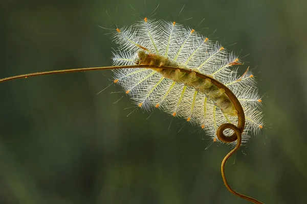 This beautiful caterpillar is very cute with big legs on its stomach that makes its body curved, stays on the leaves which is its food until it pupates and then becomes a butterfly.