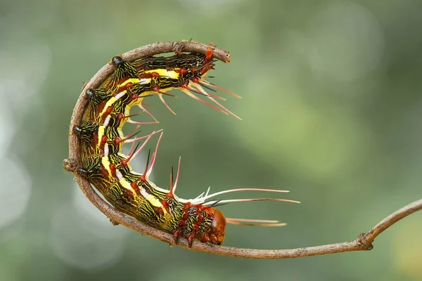 This beautiful caterpillar is very cute with big legs on its stomach that makes its body curved, stays on the leaves which is its food until it pupates and then becomes a butterfly.