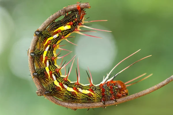 Questo Bellissimo Bruco Molto Carino Con Grandi Zampe Sullo Stomaco — Foto Stock