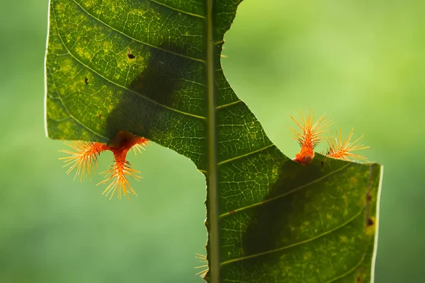 Beautiful Caterpillar Very Cute Big Legs Its Stomach Makes Its — Stock Photo, Image