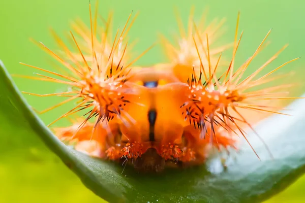 Beautiful Caterpillar Very Cute Big Legs Its Stomach Makes Its — Stock Photo, Image