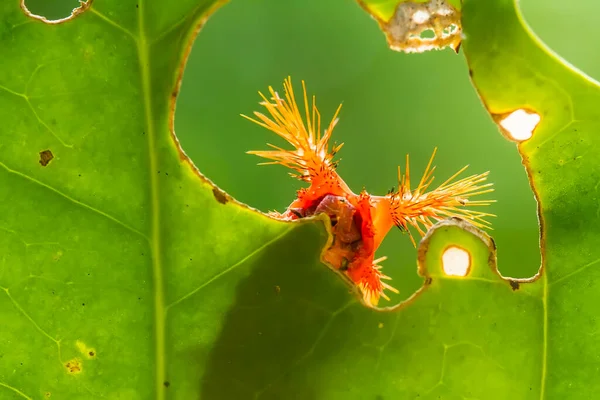 Esta Bela Lagarta Muito Bonito Com Pernas Grandes Seu Estômago — Fotografia de Stock