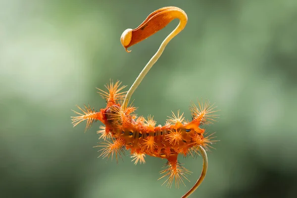 この美しい冬虫夏草は 体を湾曲させる胃の上に大きな足で非常にかわいいです それが子犬になるまで その食べ物である葉にとどまり 蝶になります — ストック写真