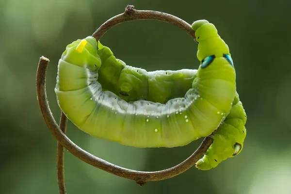 Deze Prachtige Rups Erg Schattig Met Grote Benen Zijn Buik — Stockfoto